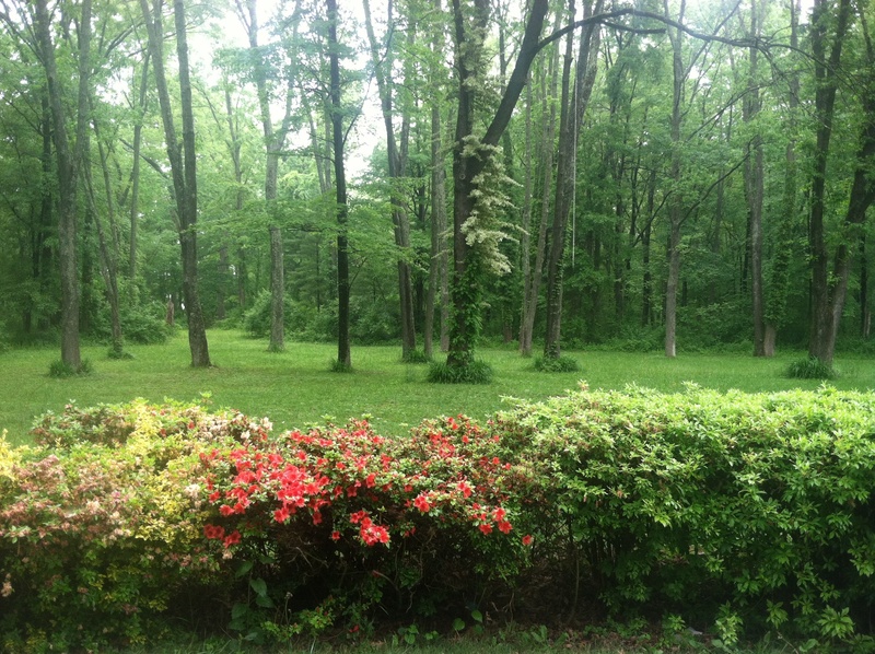 Home Away From Home Doggie Daycare's Photo