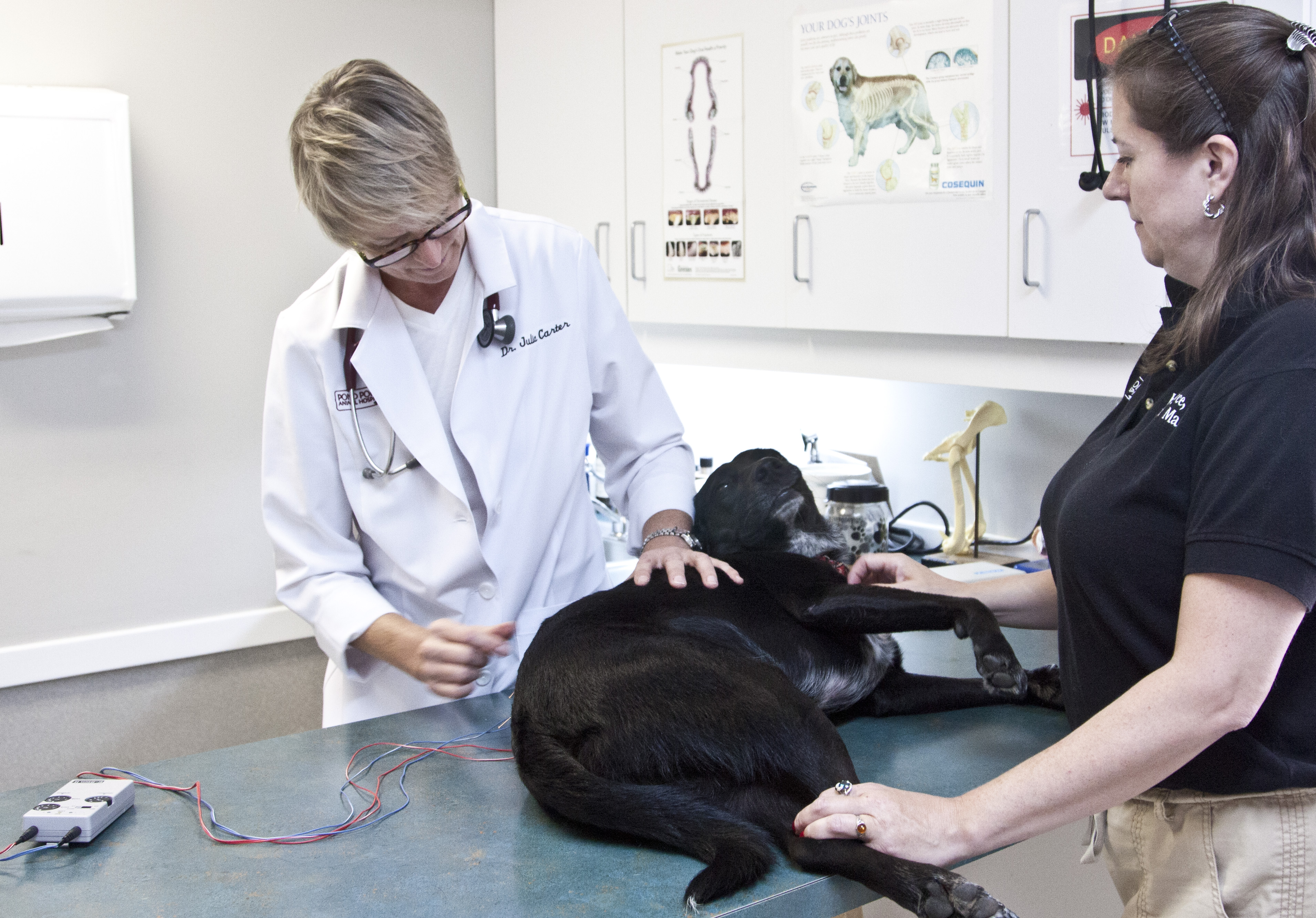 Pond Point Animal Hospital's Photo