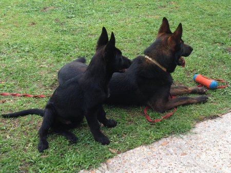 Mission Ready Mutts, Inc.'s Photo