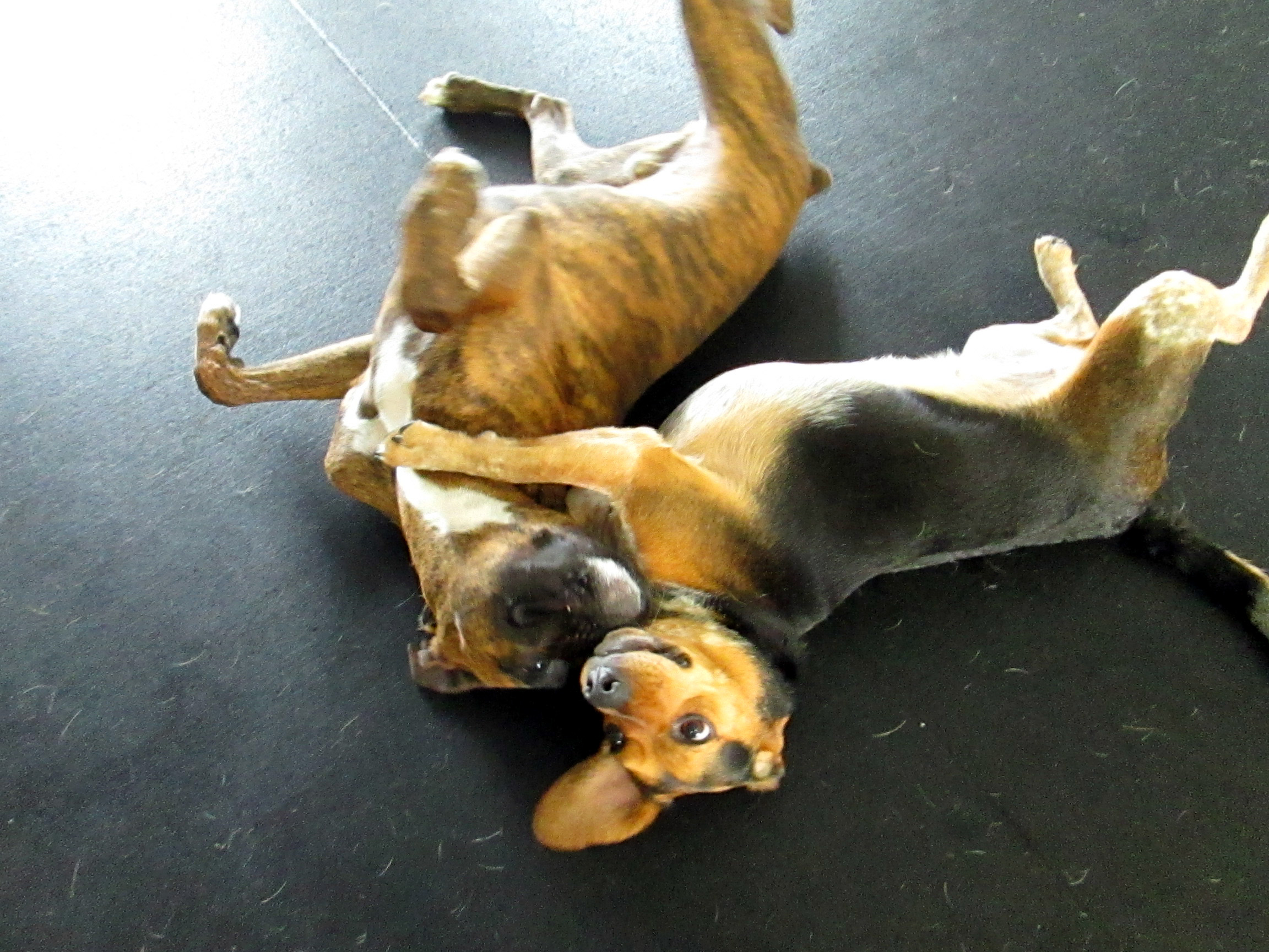 Wags & Barks Doggy Day Care's Photo