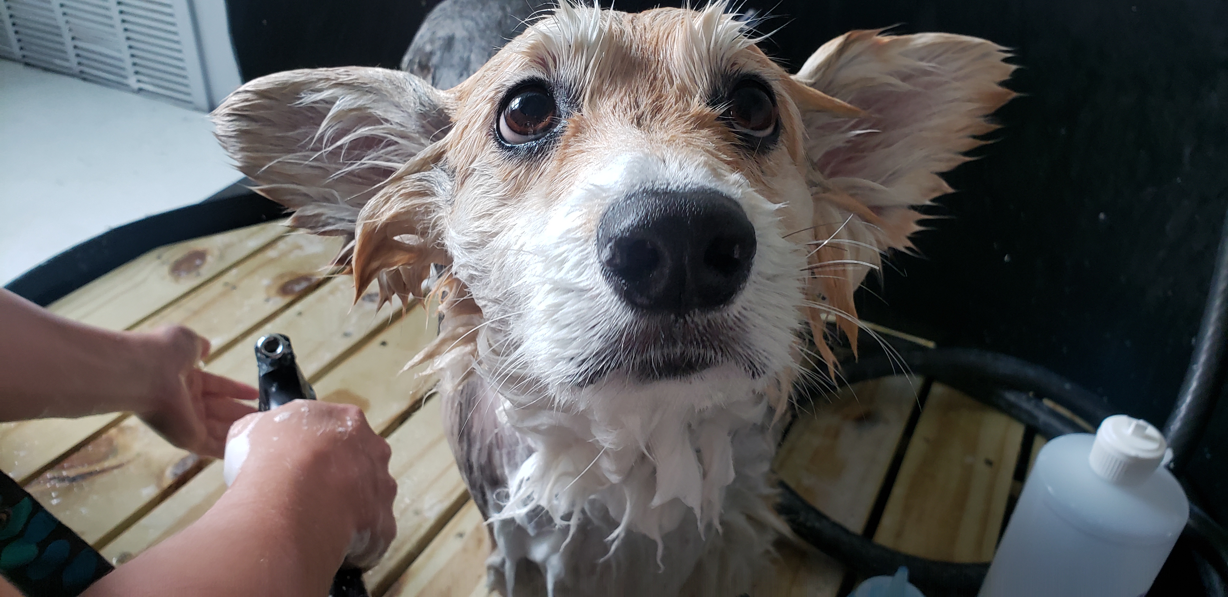 Dawghouse Daycare and Boarding, LLC's Photo