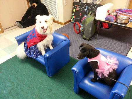 Robins Dog Stars