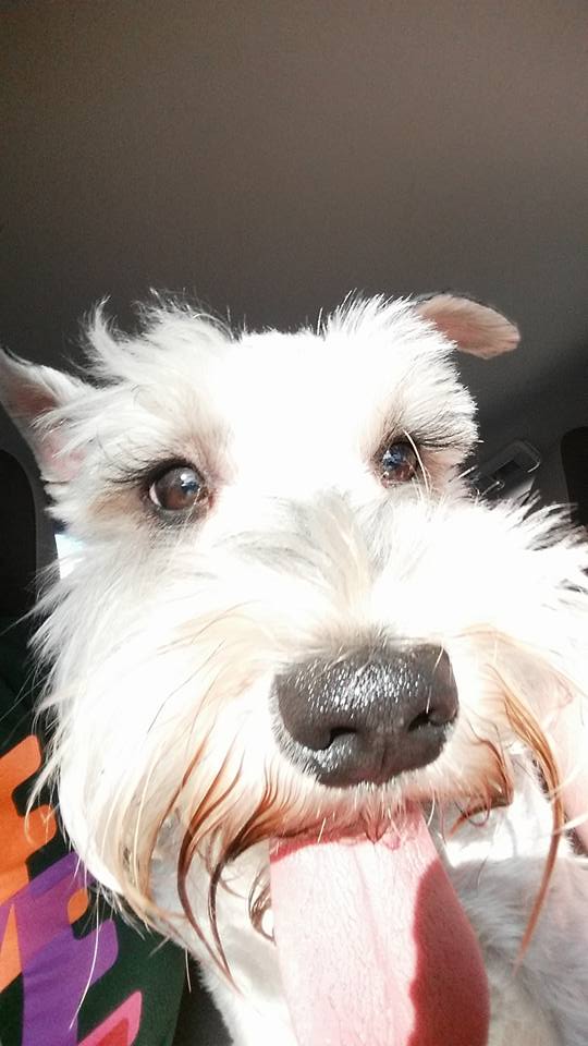 Pawsitive Occasions's Photo