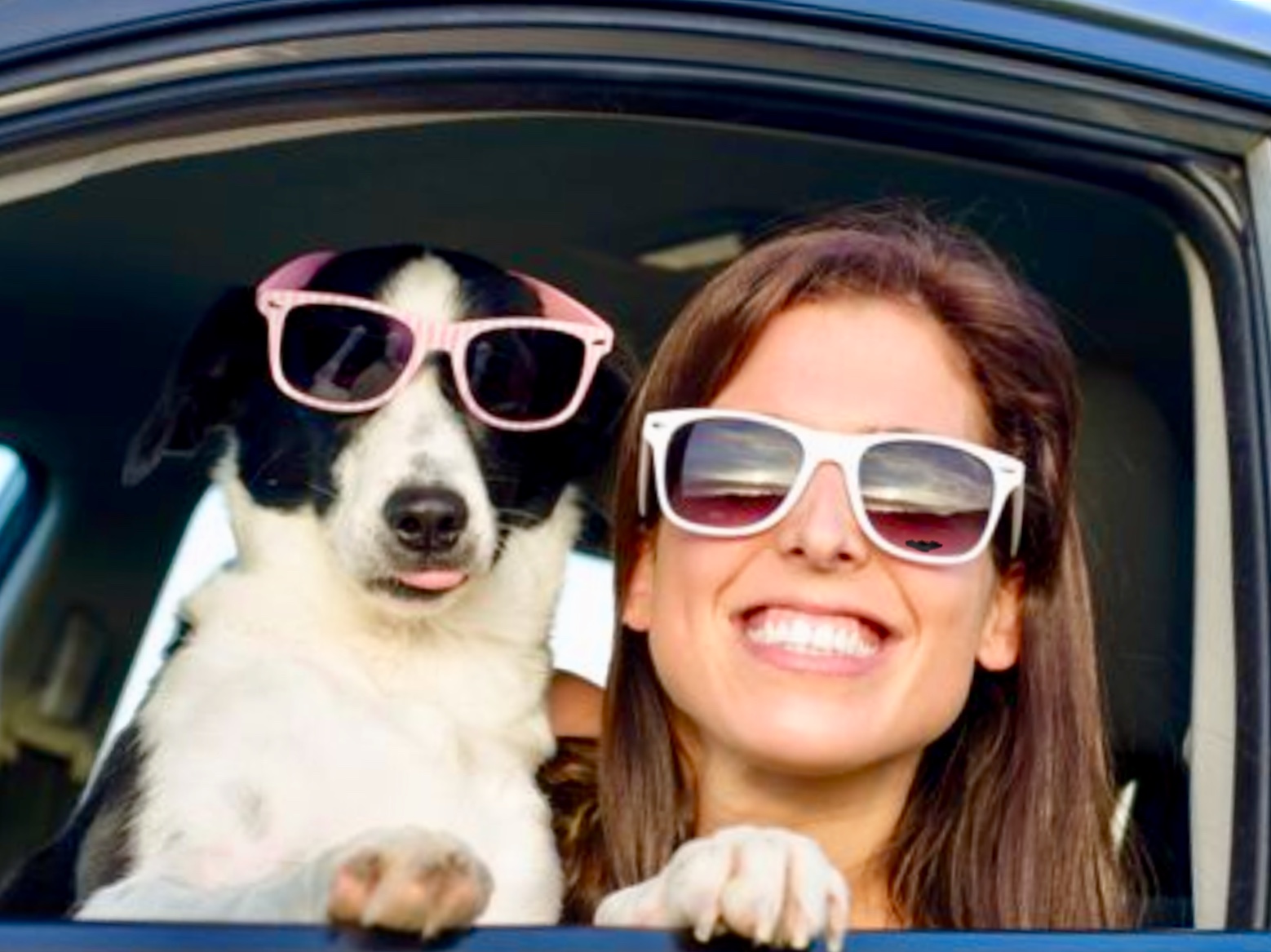 A Happy Pack's Photo