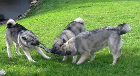 Can-Do Canines & Kennel LLC's Photo