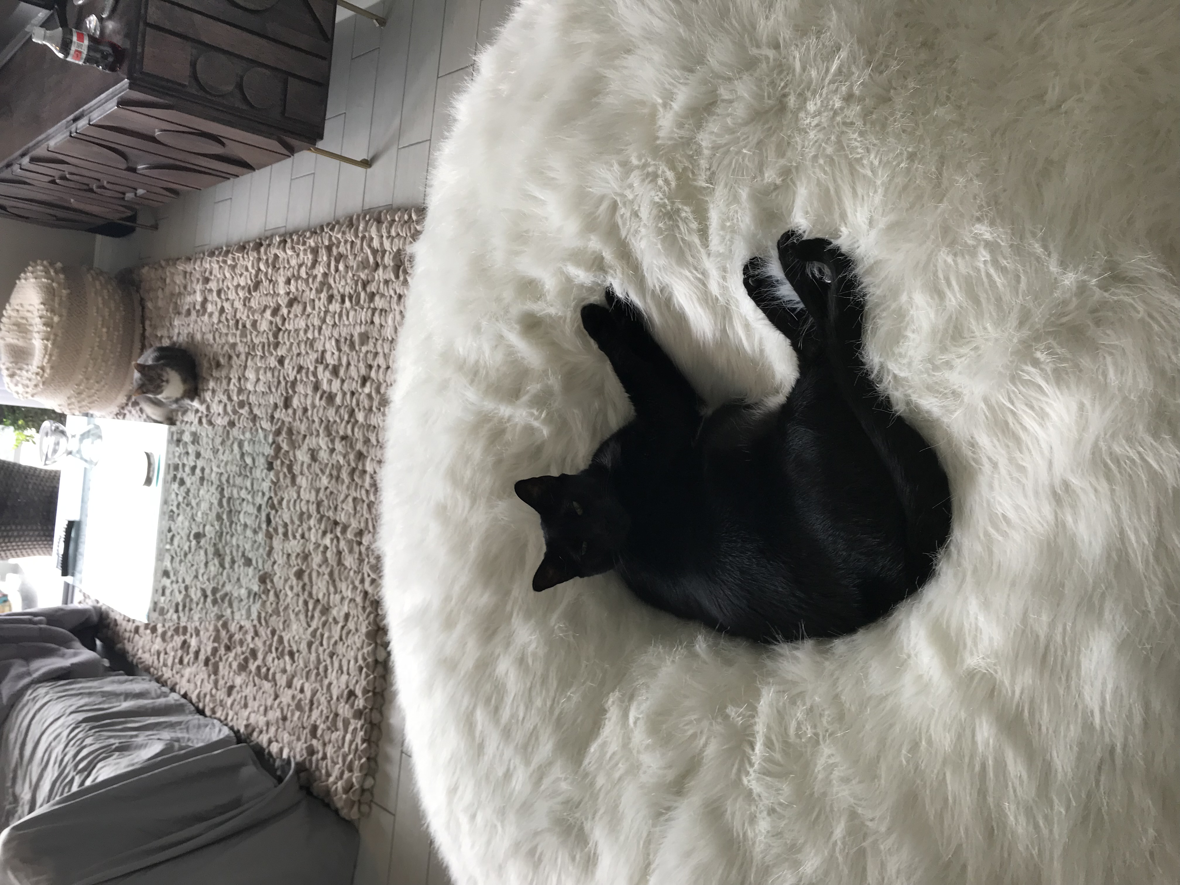 Friendly Pet Concierge's Photo