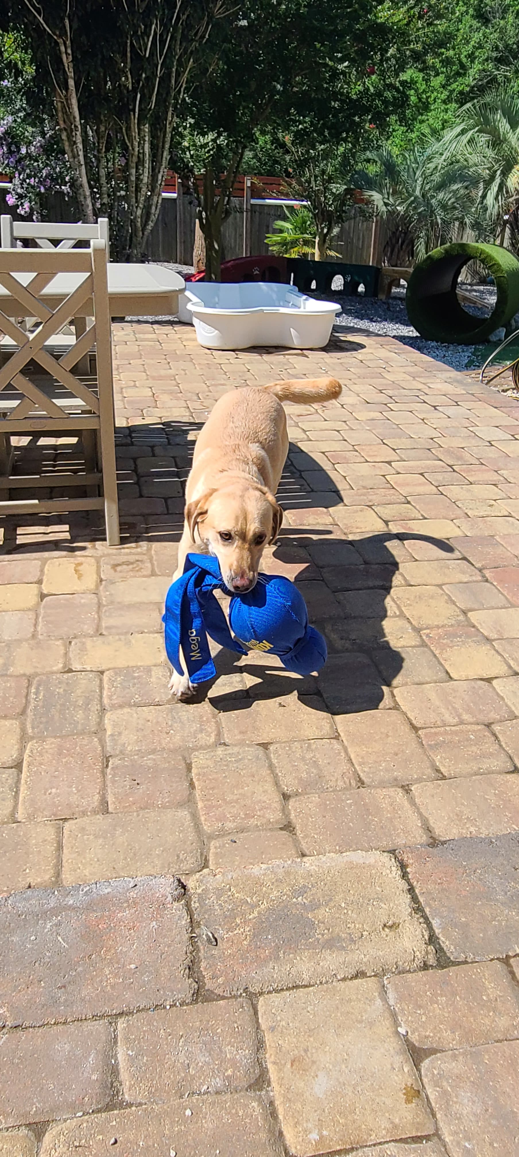 Sunpaws Pet Services LLC's Photo