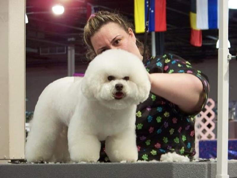 Elite Pet Grooming's Photo