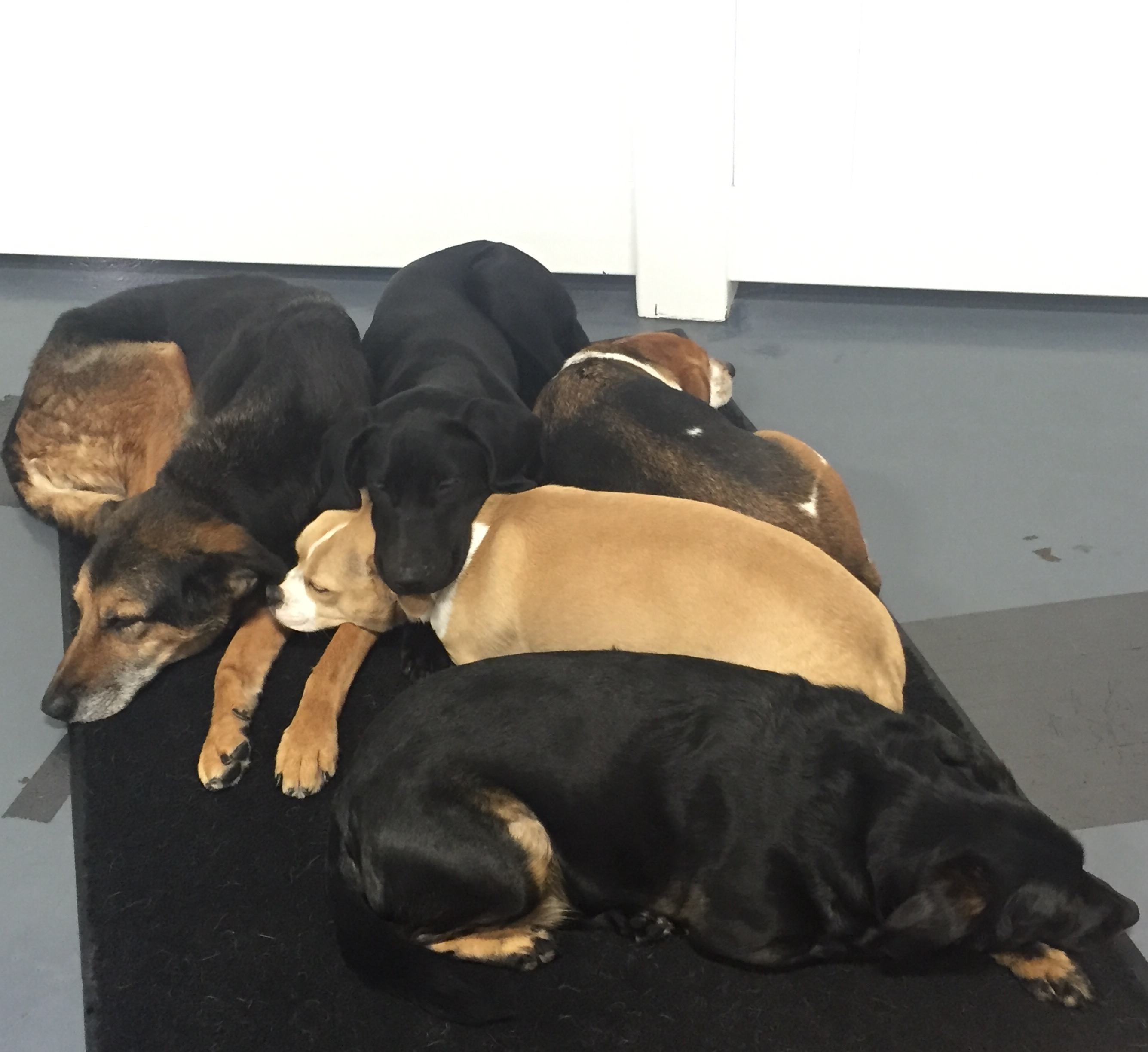 PAMPERED PAWS's Photo