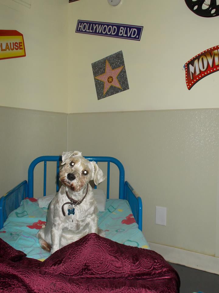 The Barkville Hotel's Photo