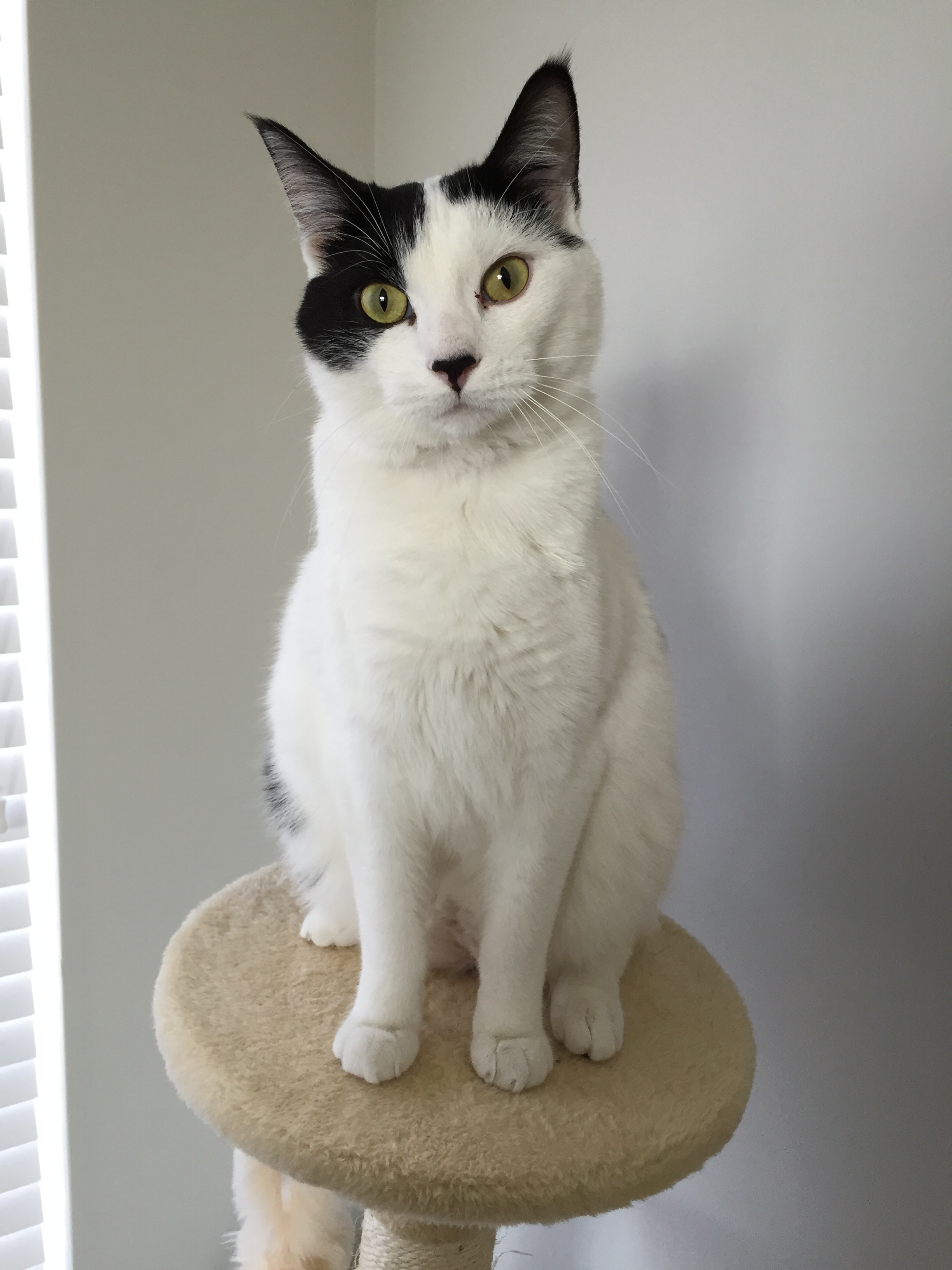 Prairie Path Pet Care - Park Ridge's Photo