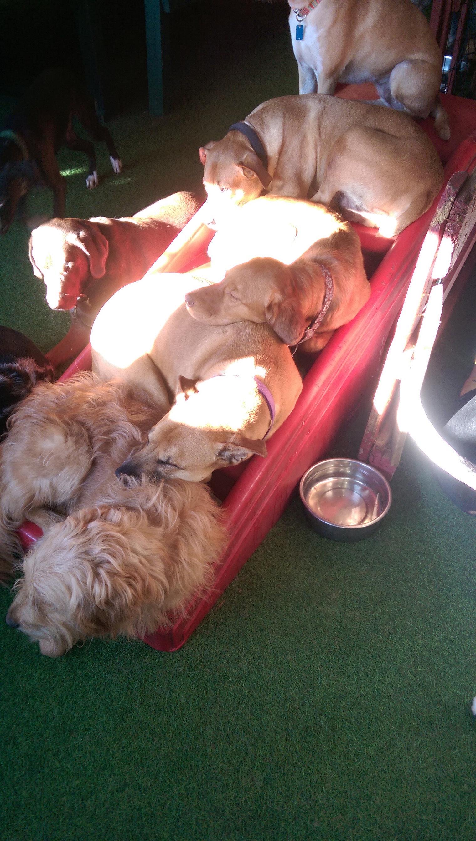 Karen's K9 Care's Photo