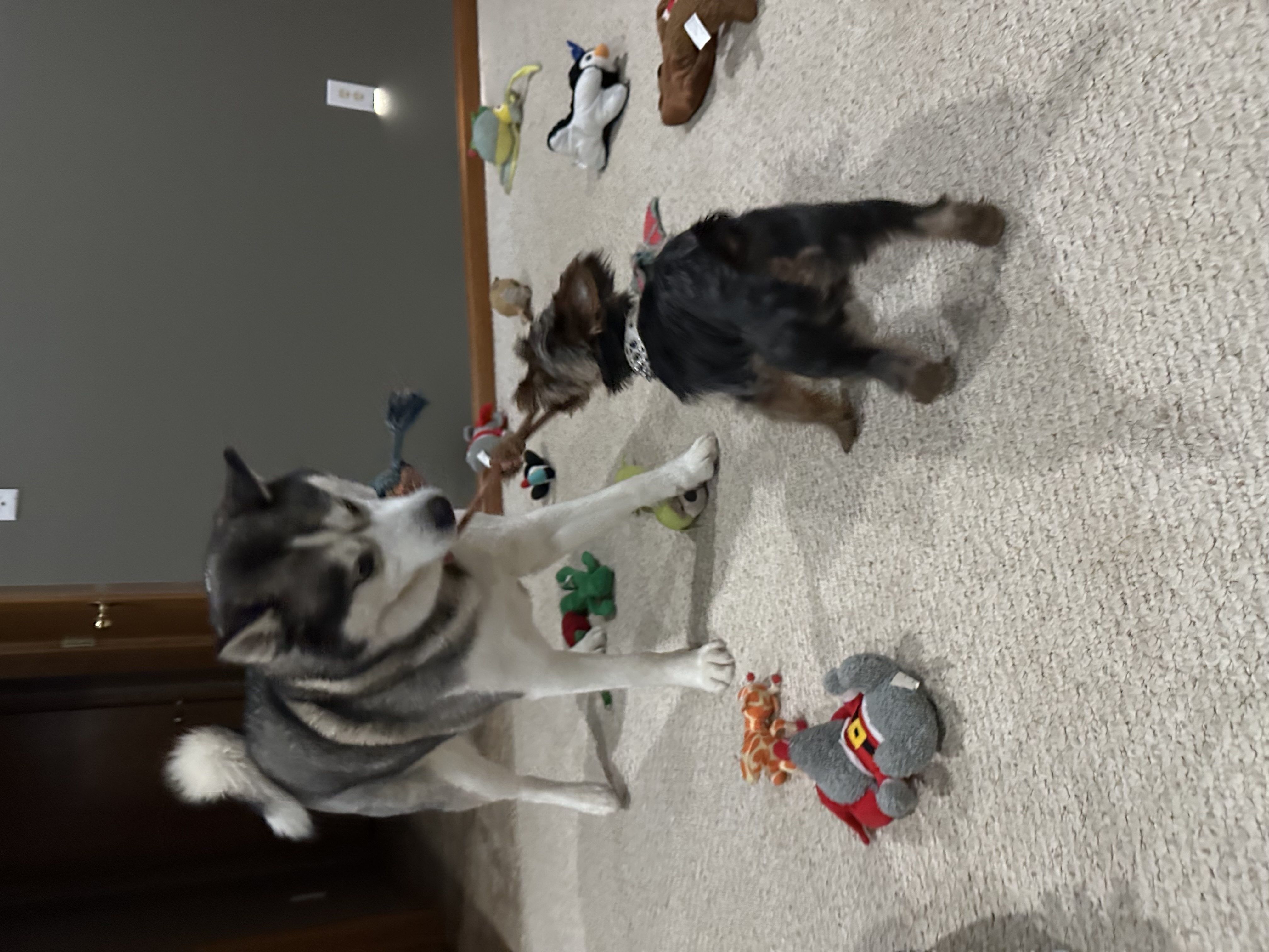 Mn Furbaby Pet Care's Photo