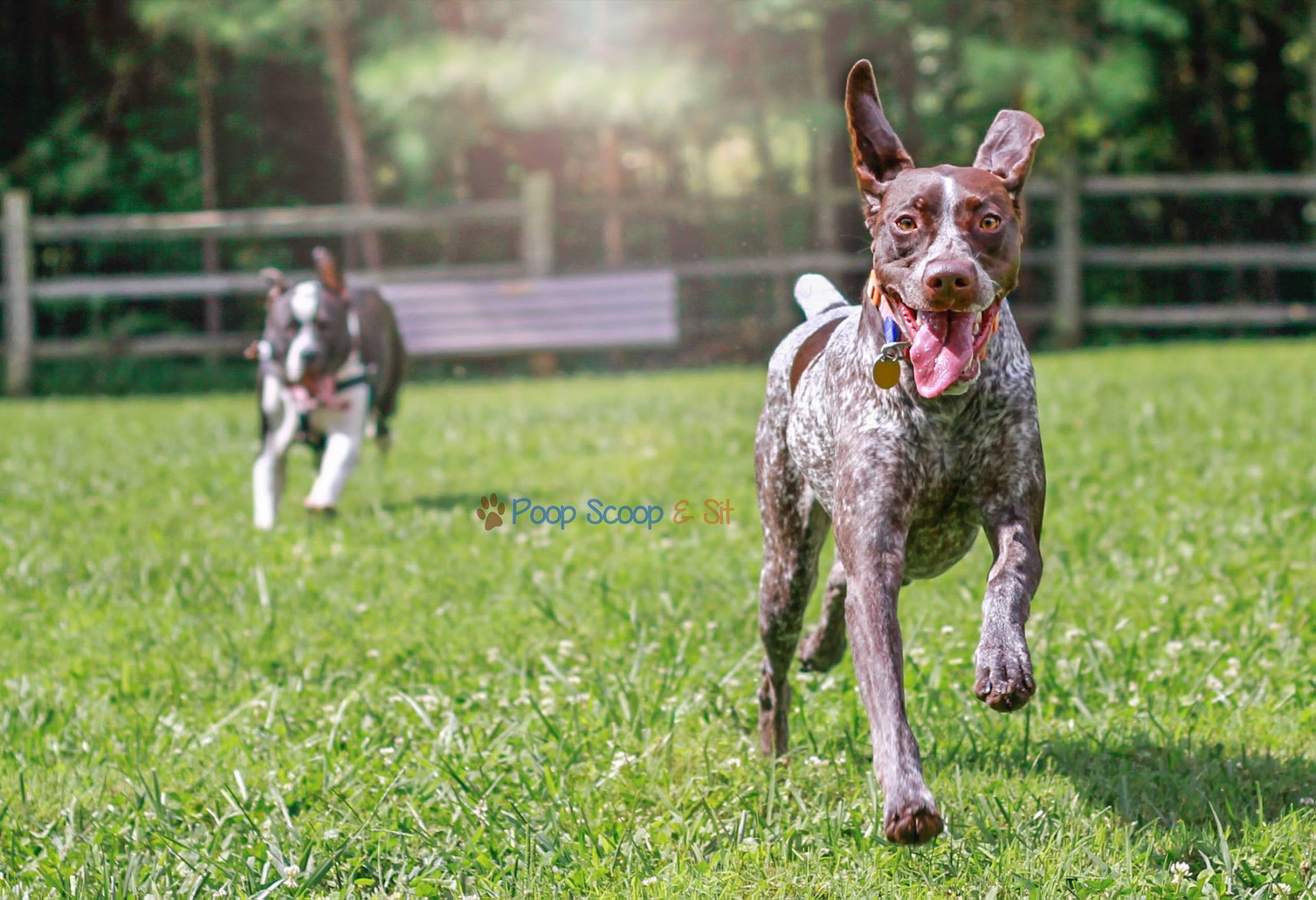 Poop Scoop and Sit's Photo