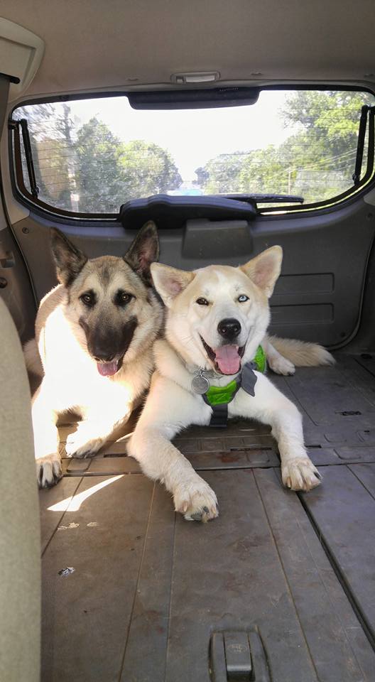 Premium PetSitting's Photo