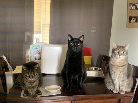 Christine's pet care's Photo
