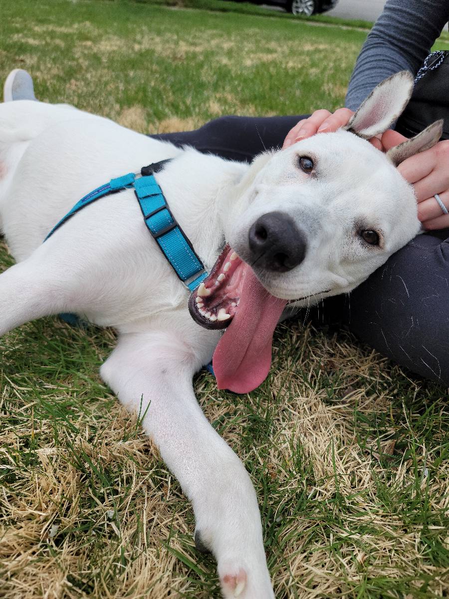 Fetch! Pet care Groveton - Mt. Vernon's Photo