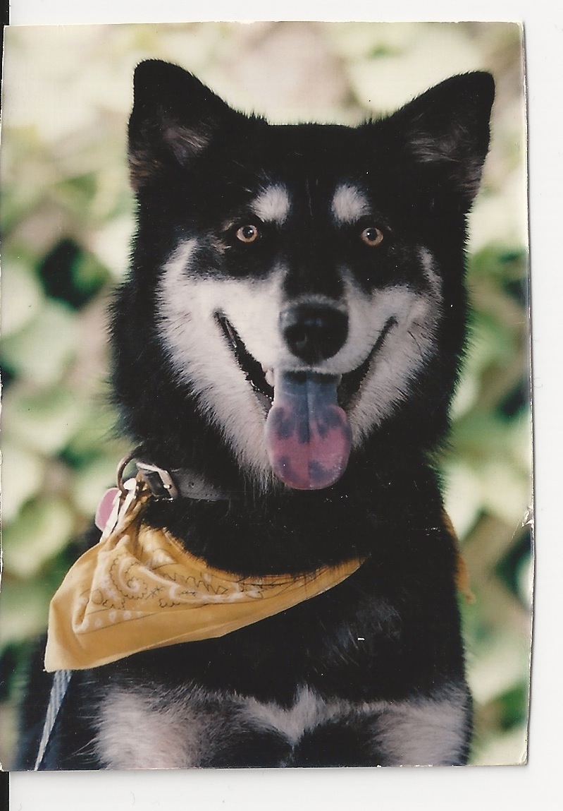 Dakota's Pet Services's Photo