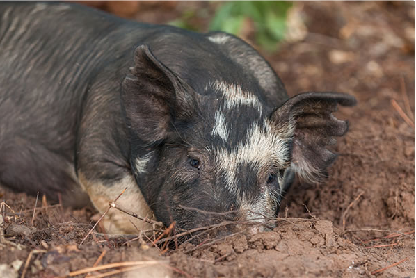 National Animal Health Services, Inc's Photo