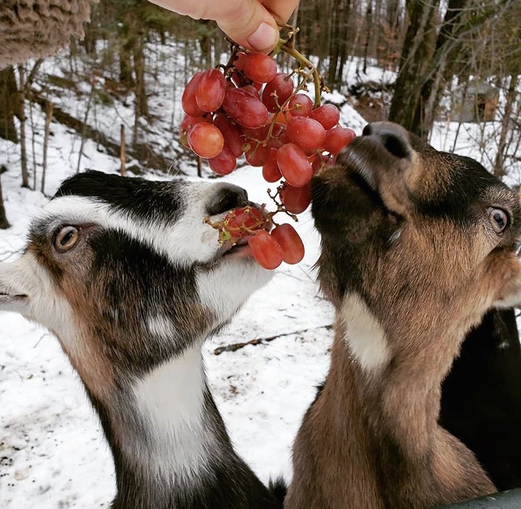 Arrowhead Forest Farm Logo