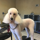 Affordacare Pet Grooming