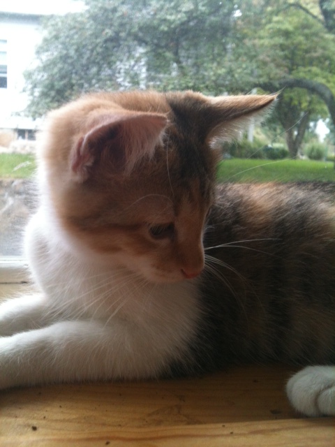 Happy Tails Pet Care's Photo