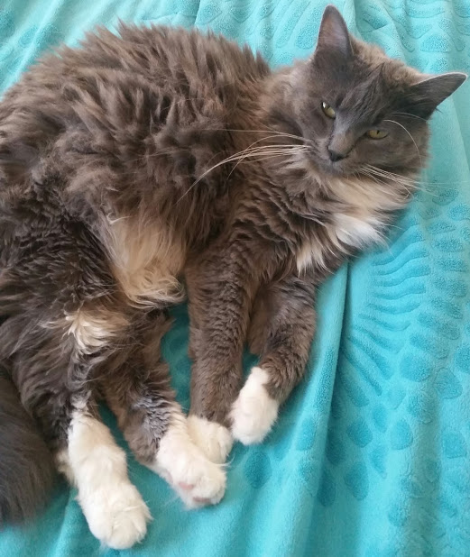 Cat Care Ladera's Photo