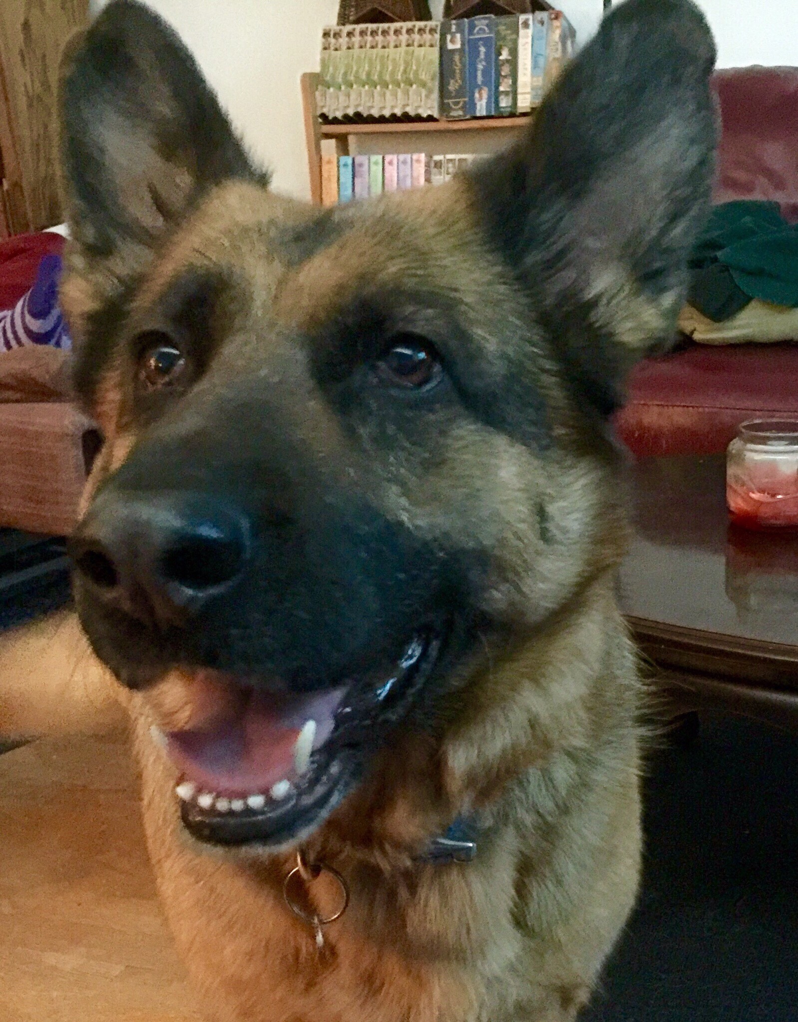 Alternative Pet Services's Photo