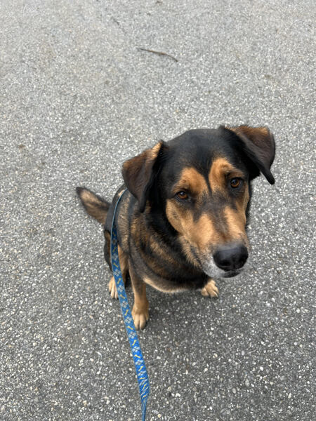 Tori's Waggity Walks's Photo