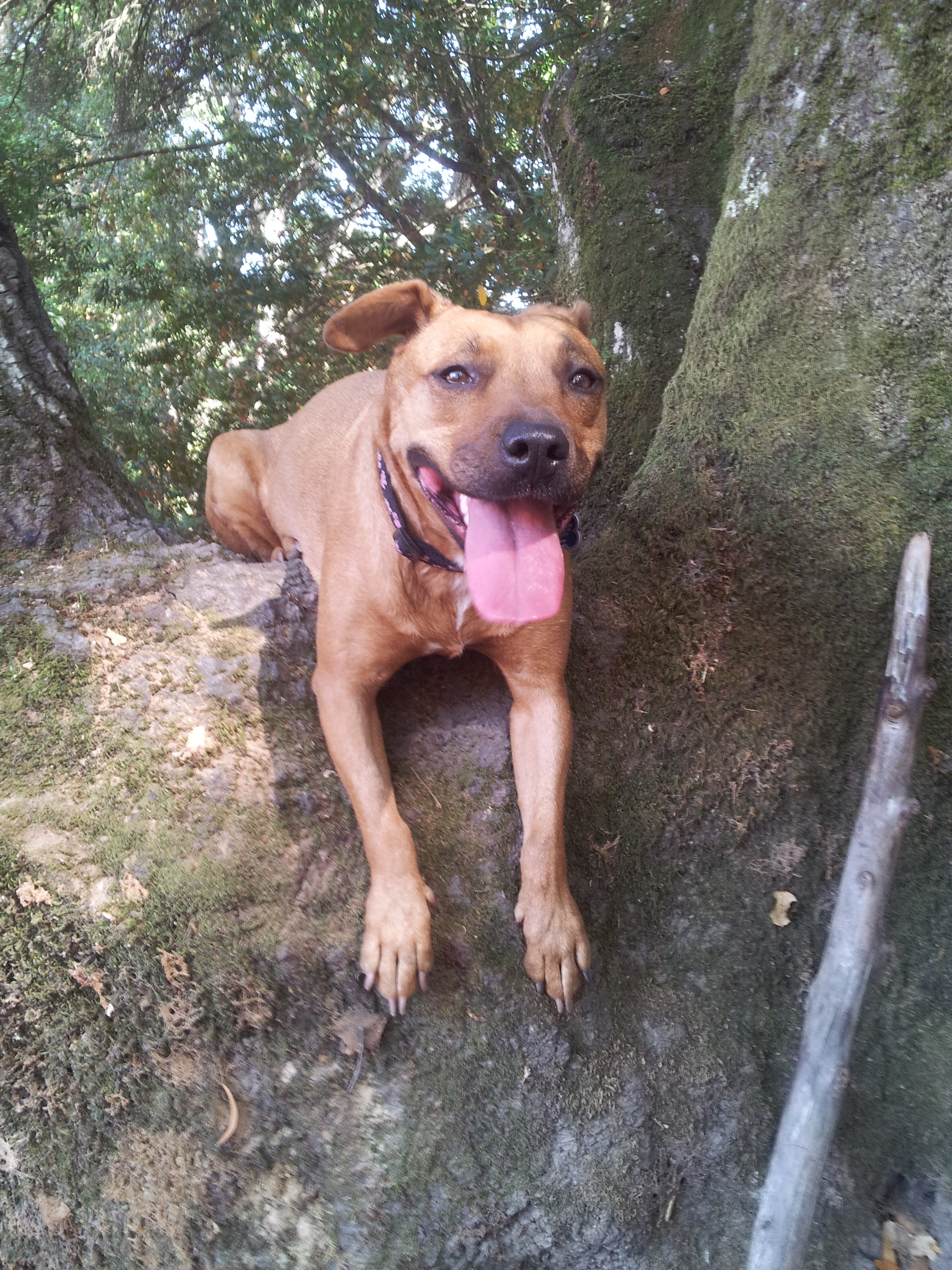 Mama's Canine Academy's Photo