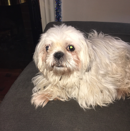 Melissa Pets Sitting/Dog Walking Service