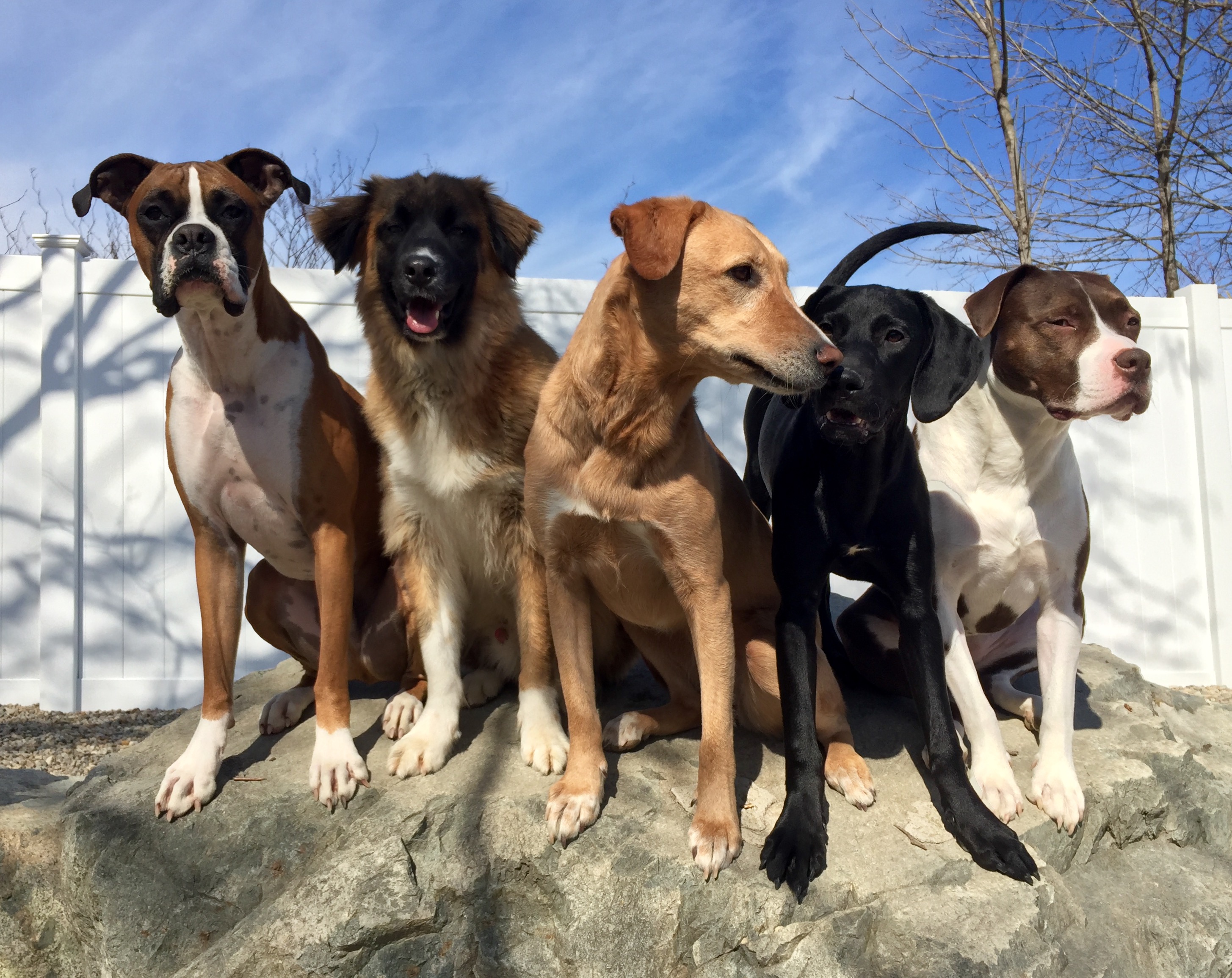 PAMPERED PAWS's Photo