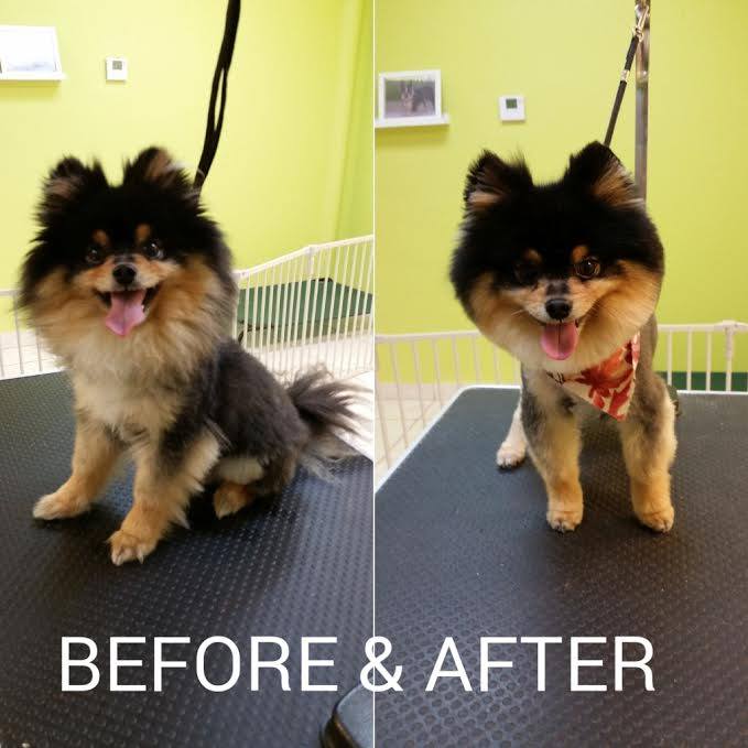 Judy's Bath & Boutique Pet Grooming's Photo