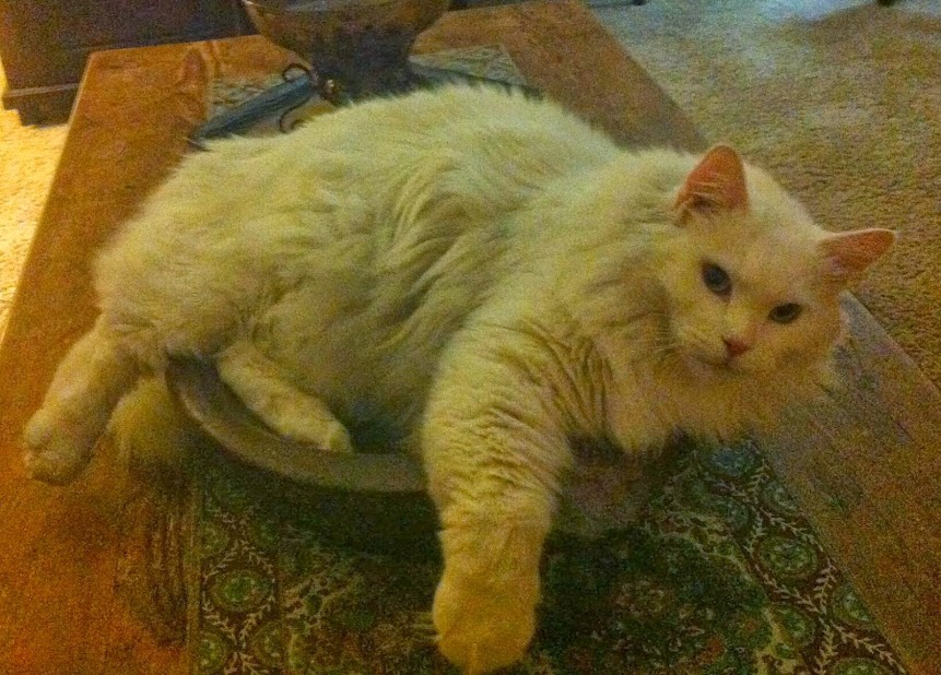 Cat Care Ladera's Photo