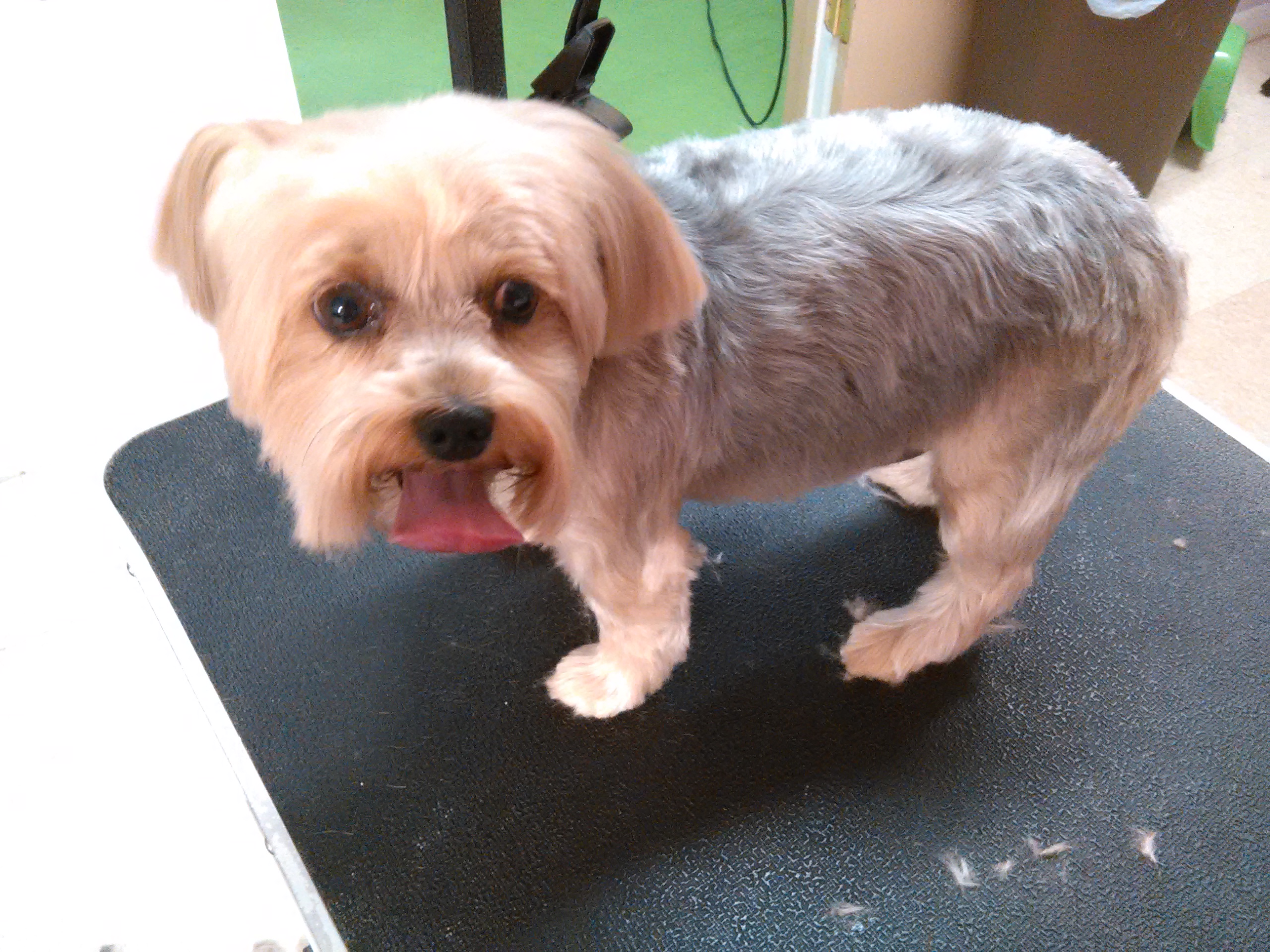 Barkz & Wagz's Photo