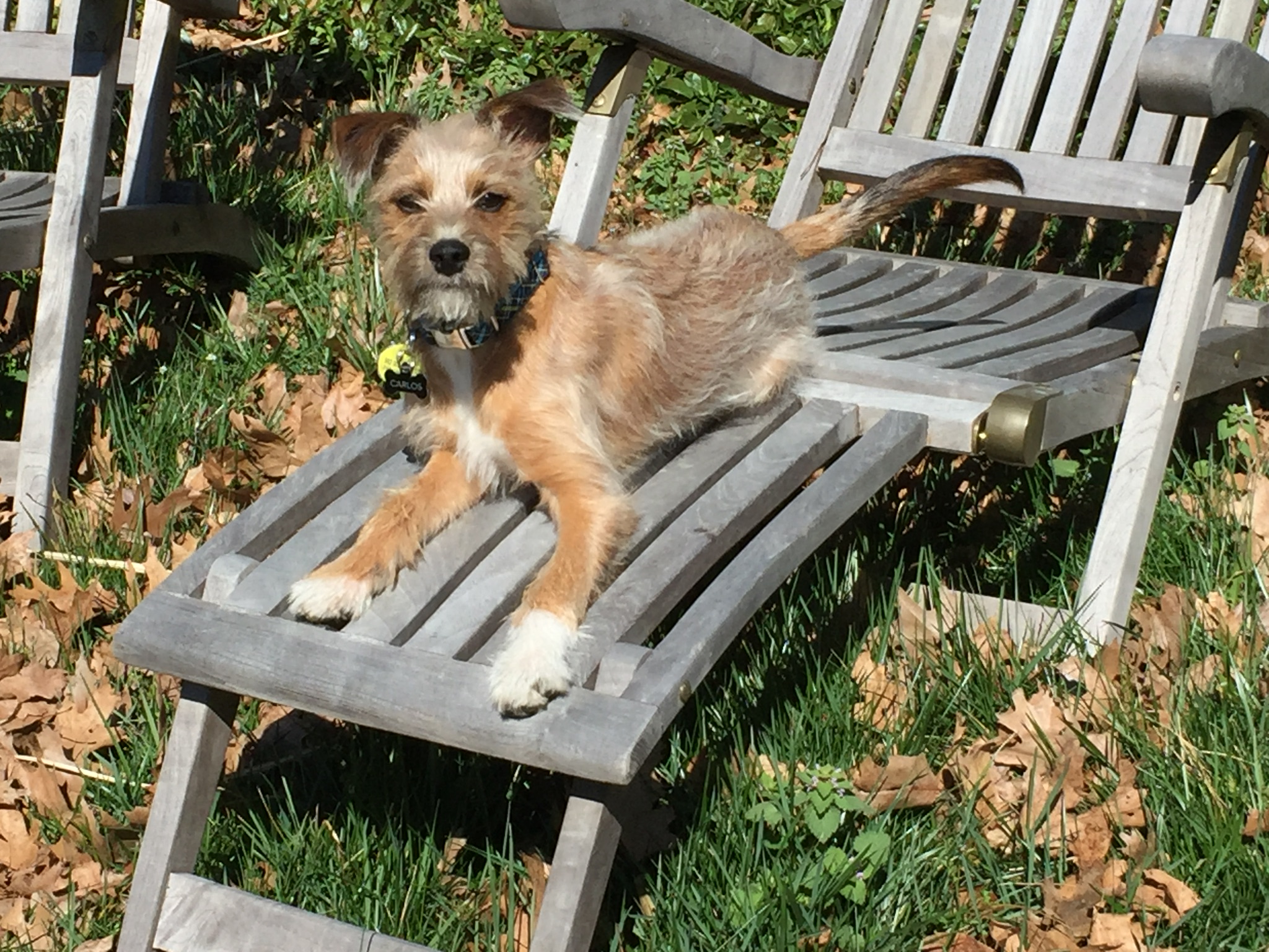 Little Paws Pet Sitting's Photo