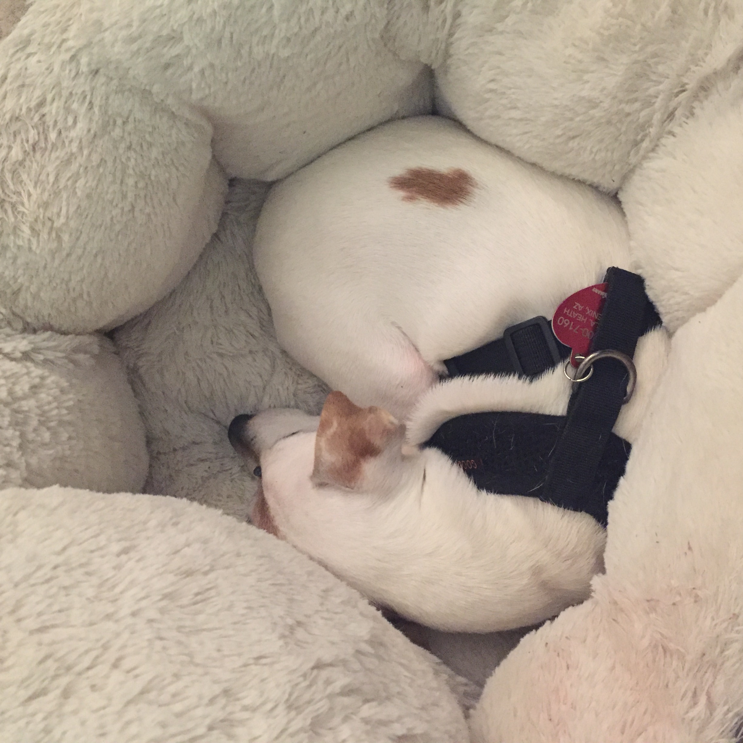 Phillyfluffia Pet Sitting and Boarding LLC's Photo