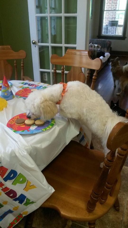 2nd Avenue Animal Hospital's Photo