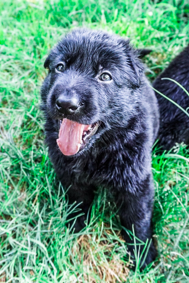 Crescent Moon Shepherds's Photo