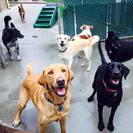 Club Pet Lodging & Day Camp