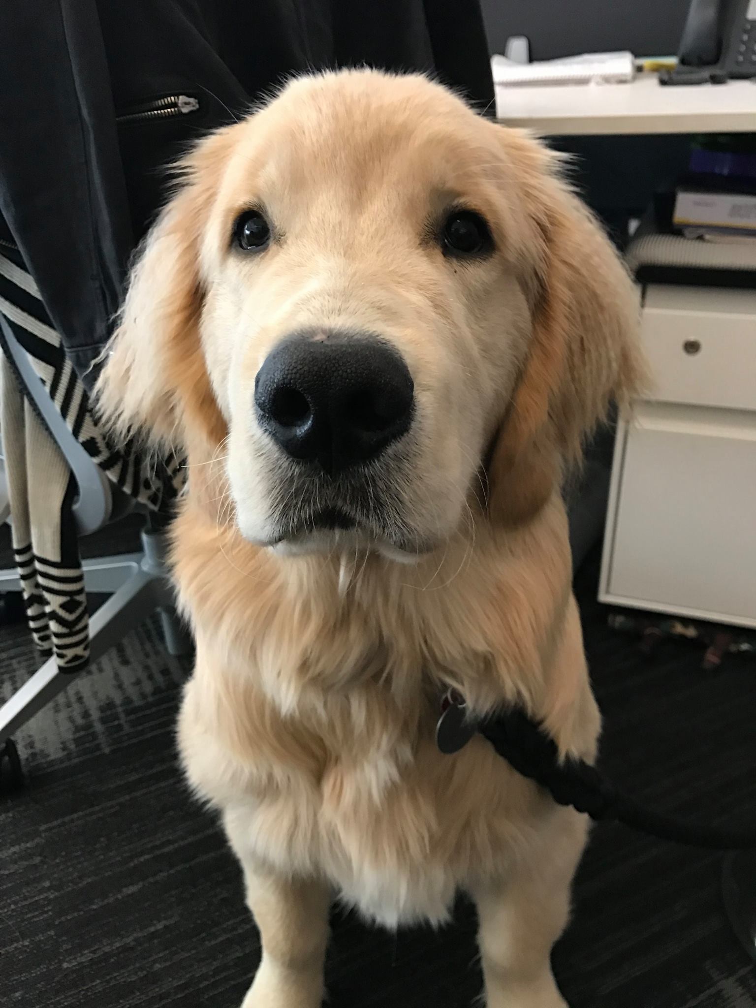 Puppy Lovin' & Kitties Too's Photo