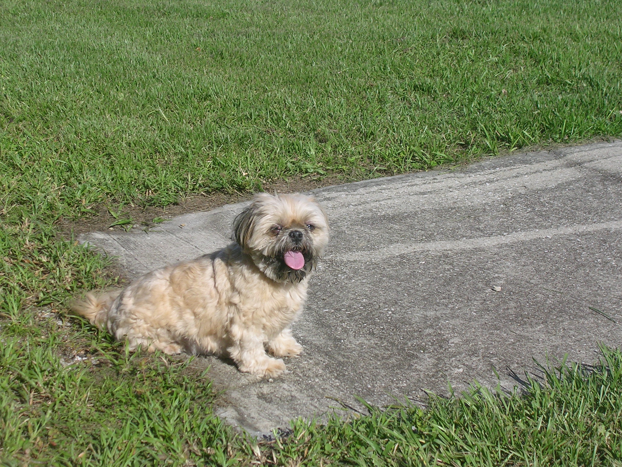 Acres Away Cage Free Country Kennels's Photo