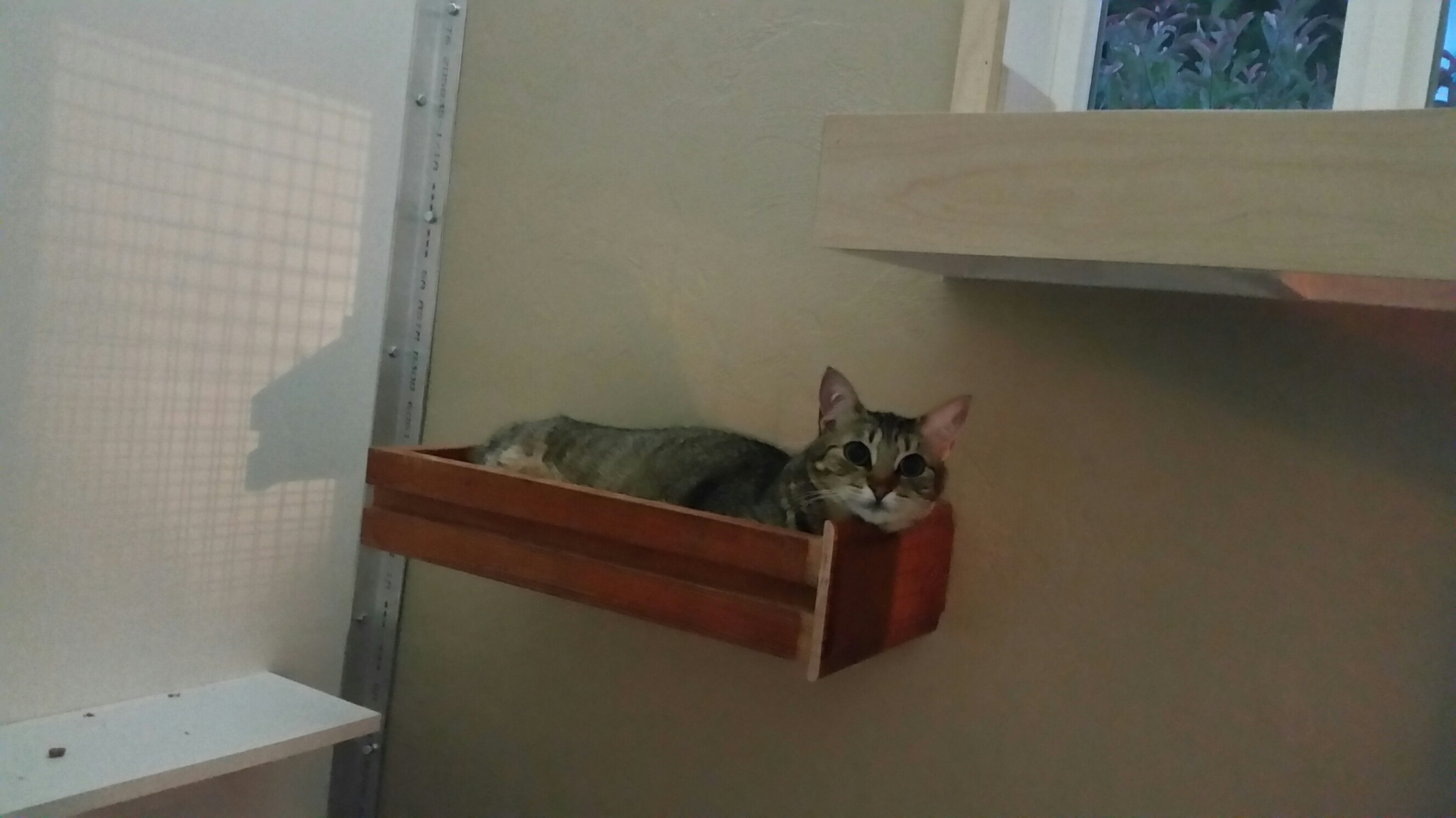 Kitty Cat Hotel's Photo