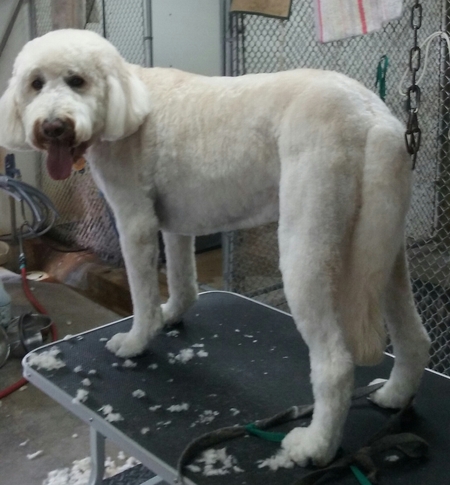 John Maurice Dog Help Training, Inc's Photo