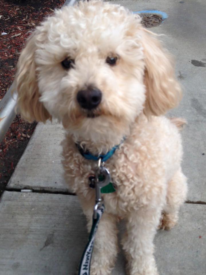 Citizen Canine's Photo