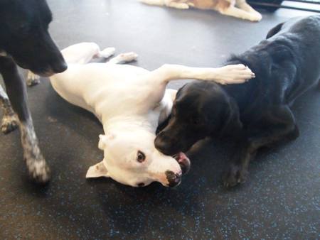 4 Legged Friends Daycare