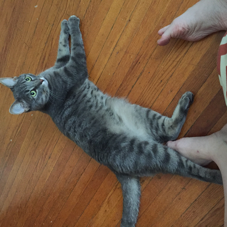 Phillyfluffia Pet Sitting and Boarding LLC