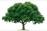 The Giving Tree