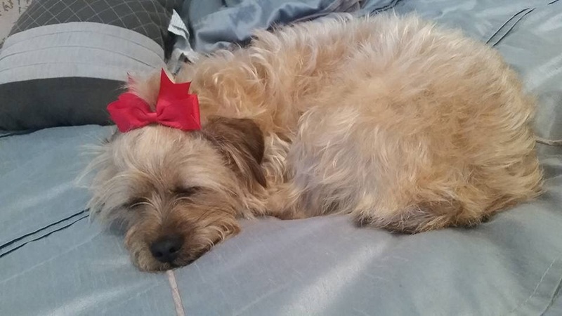 Amanda S. Petting Sitting's Photo