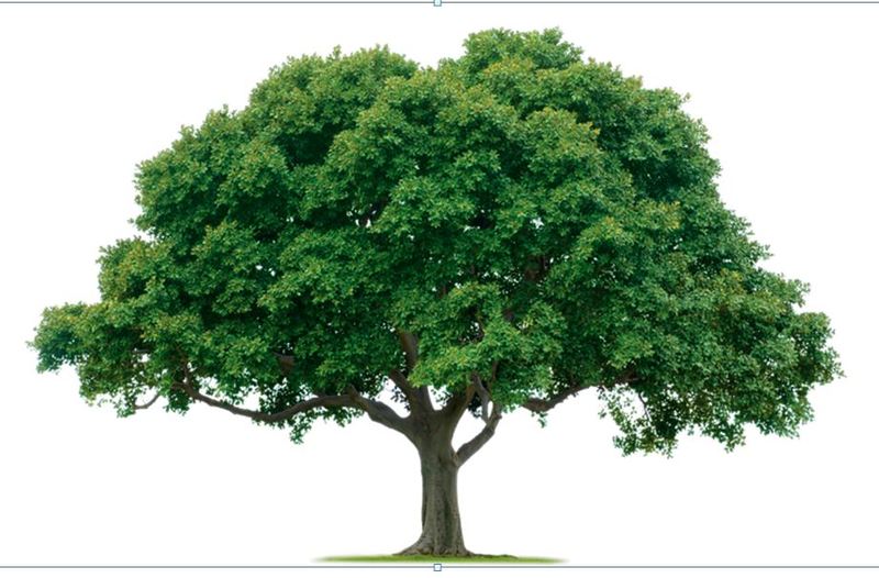 The Giving Tree Logo